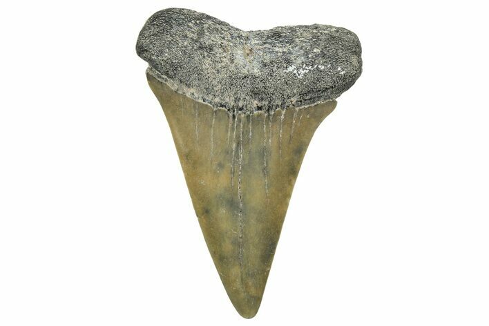 Fossil Broad-Toothed Mako Tooth - South Carolina #329087